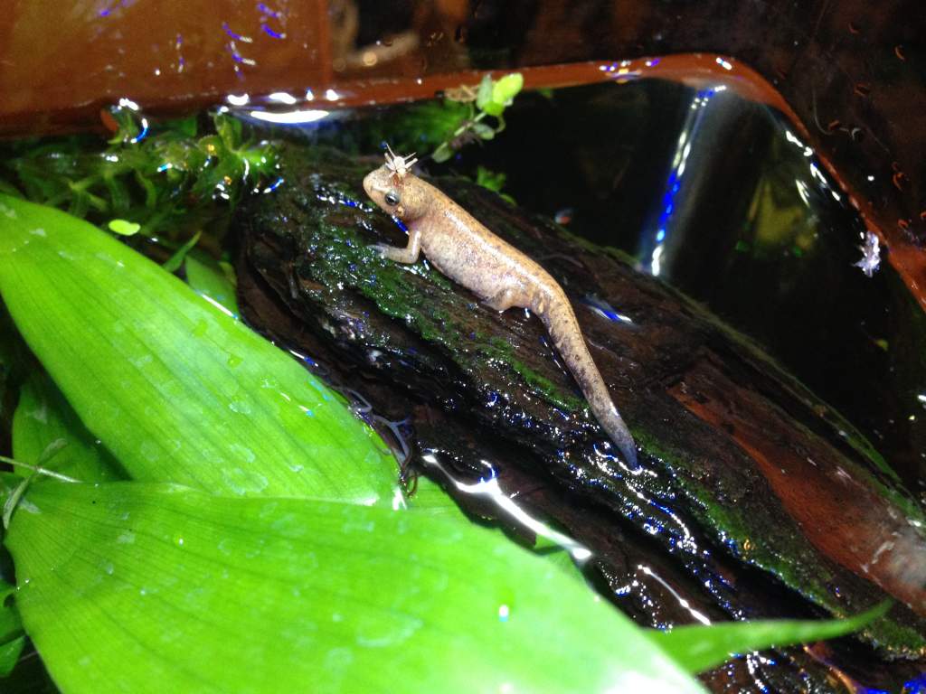 The latest in newt fashion, cricket hats!