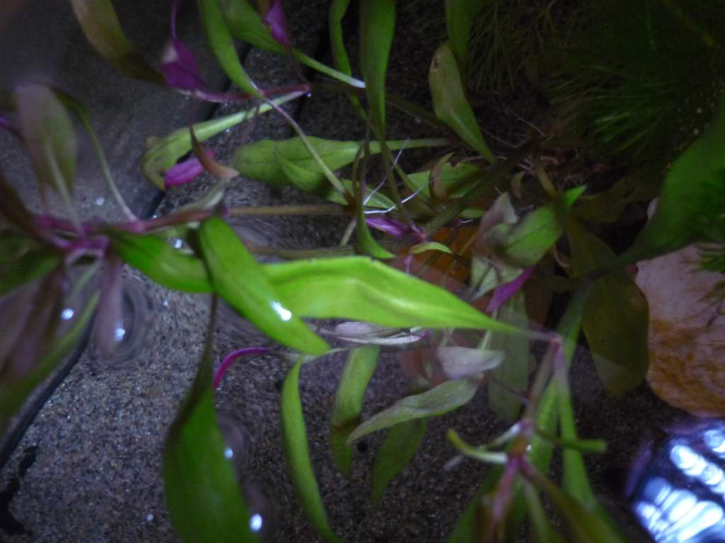 The leaf in the center of the photo ( with the most light shining on it) looks like it has been bent by females practicing egg laying