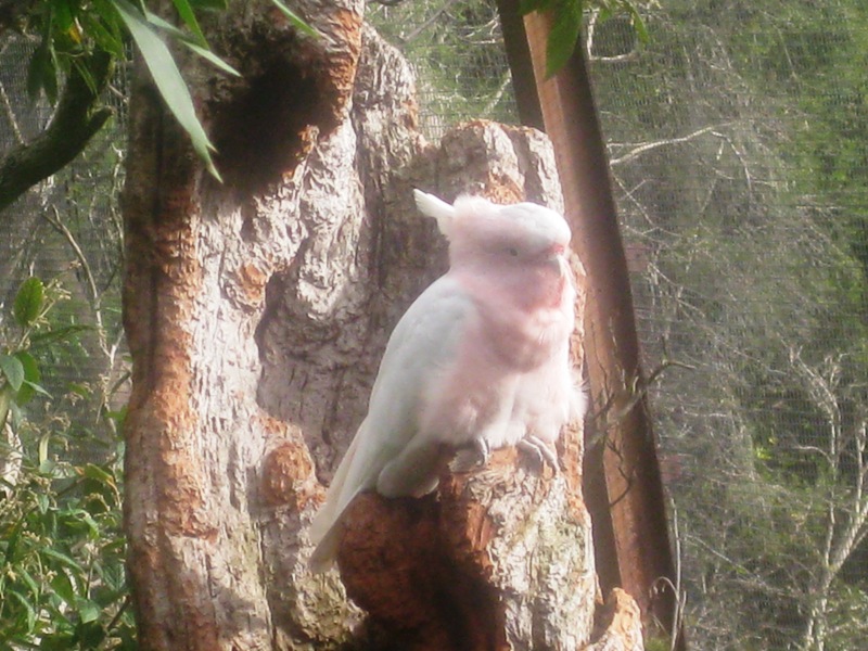 The Major Mitchell Cockatoo, again.