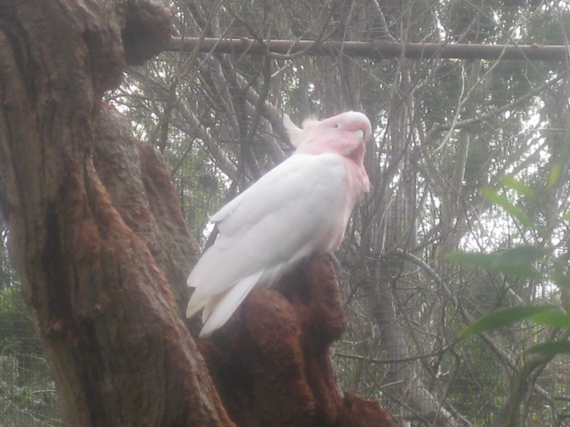 The Major Mitchell Cockatoo, again.