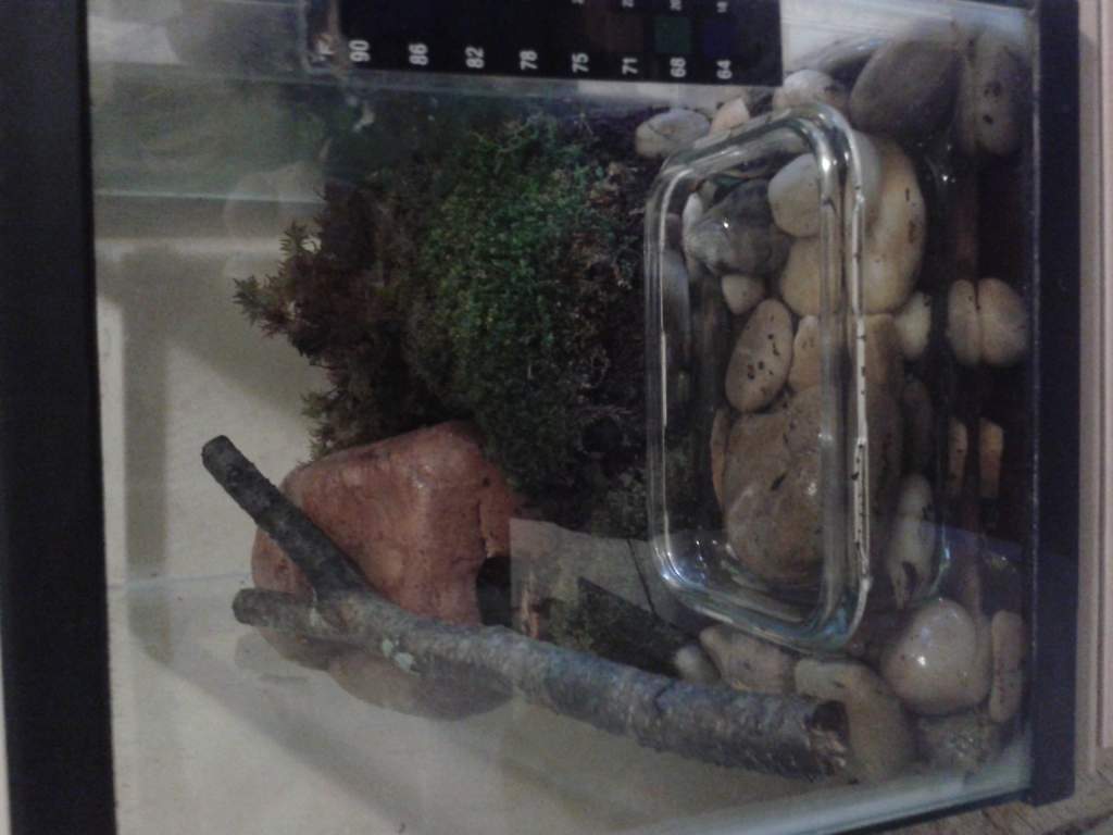 the mini salamander tank