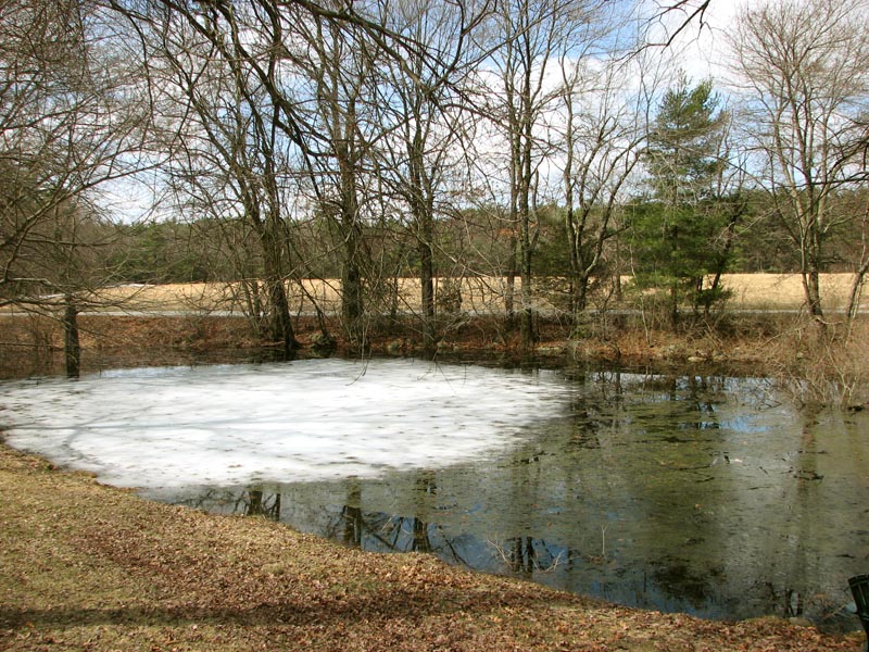 The morning after
They don't seem to mind the ice, as long as there's a place to slip into the water and get busy.