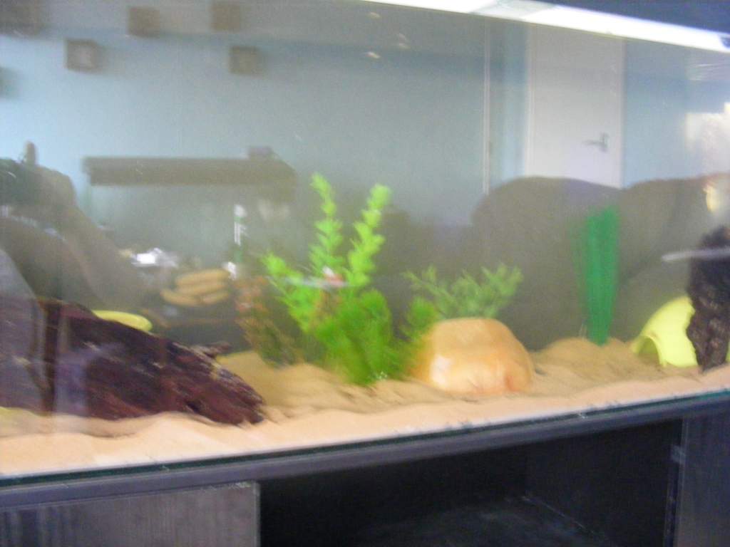 The new four foot tank with more plants and hides.