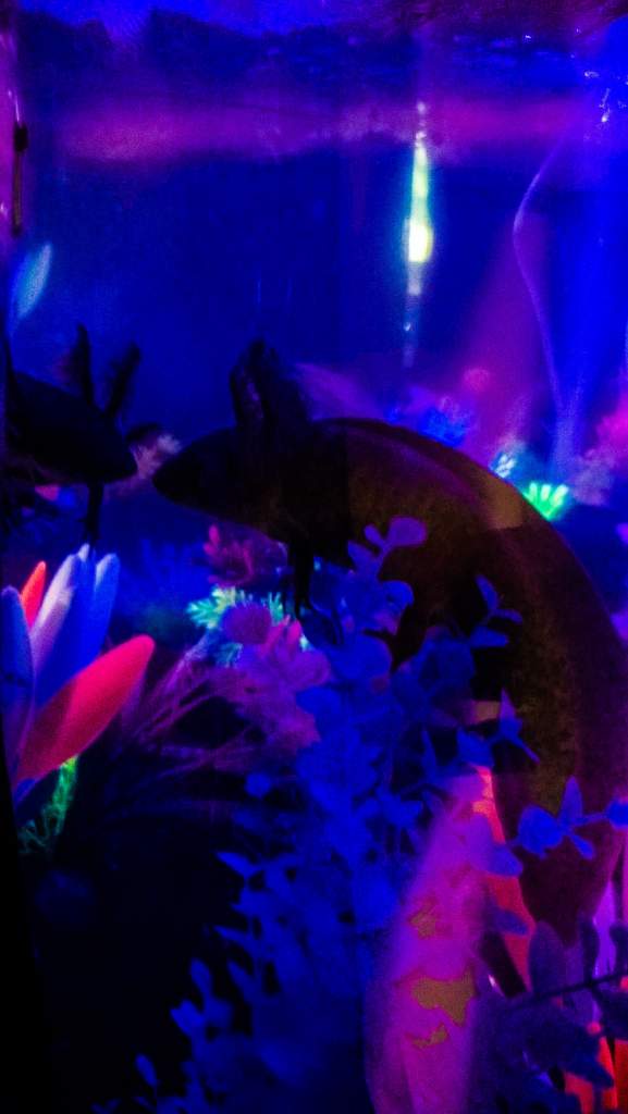 The new tank has.a lunar night setting. Toothless thinks his gills look fabulous in the dark!!