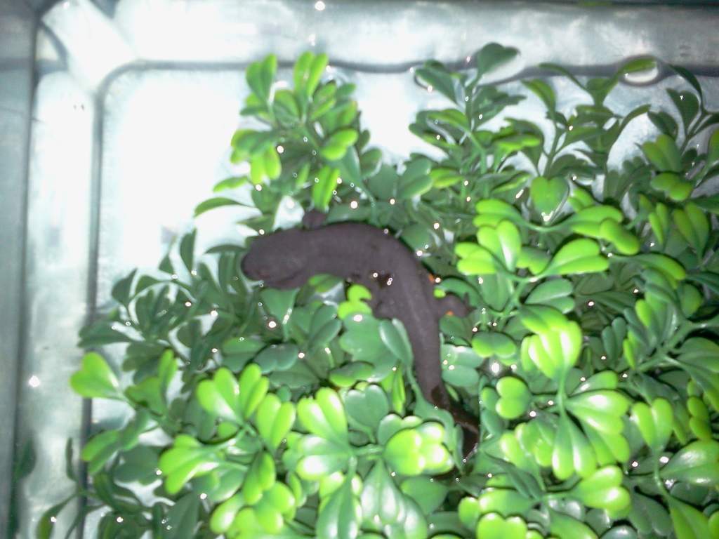 The newt.  He likes to sit on top of these plastic plants, out of the water.