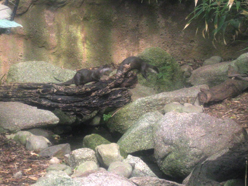 The otters!  Apologies for the poor shot Dawn, my camera's battery was dying and I had to shoot first and ask questions later.