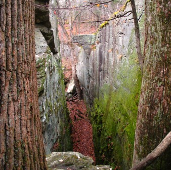 The panther at Panther's Den Wilderness. Can you see it?