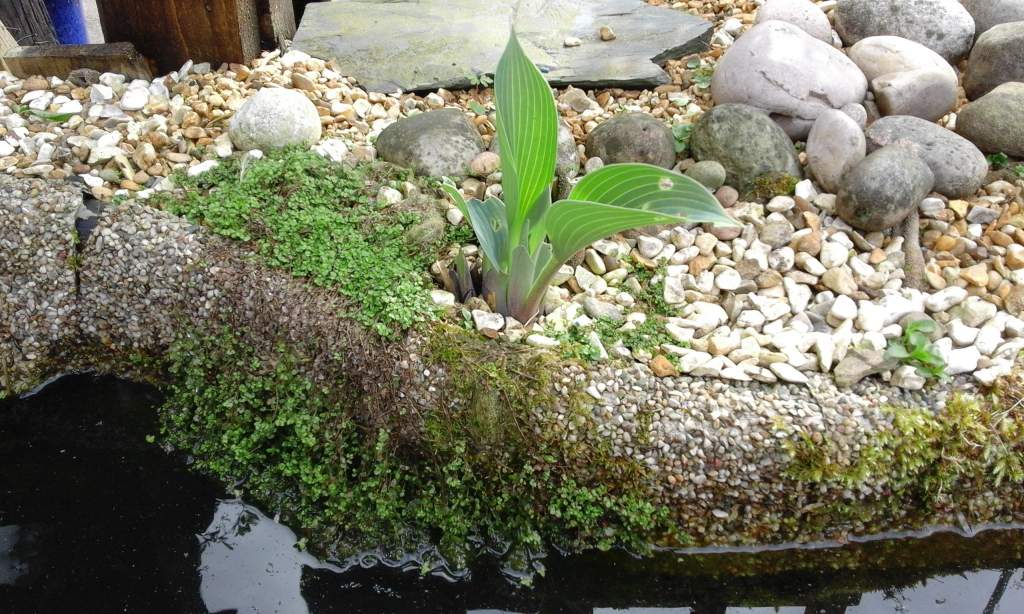 The pebble matting I use around the pond is good for mosses and other plants to grow on.