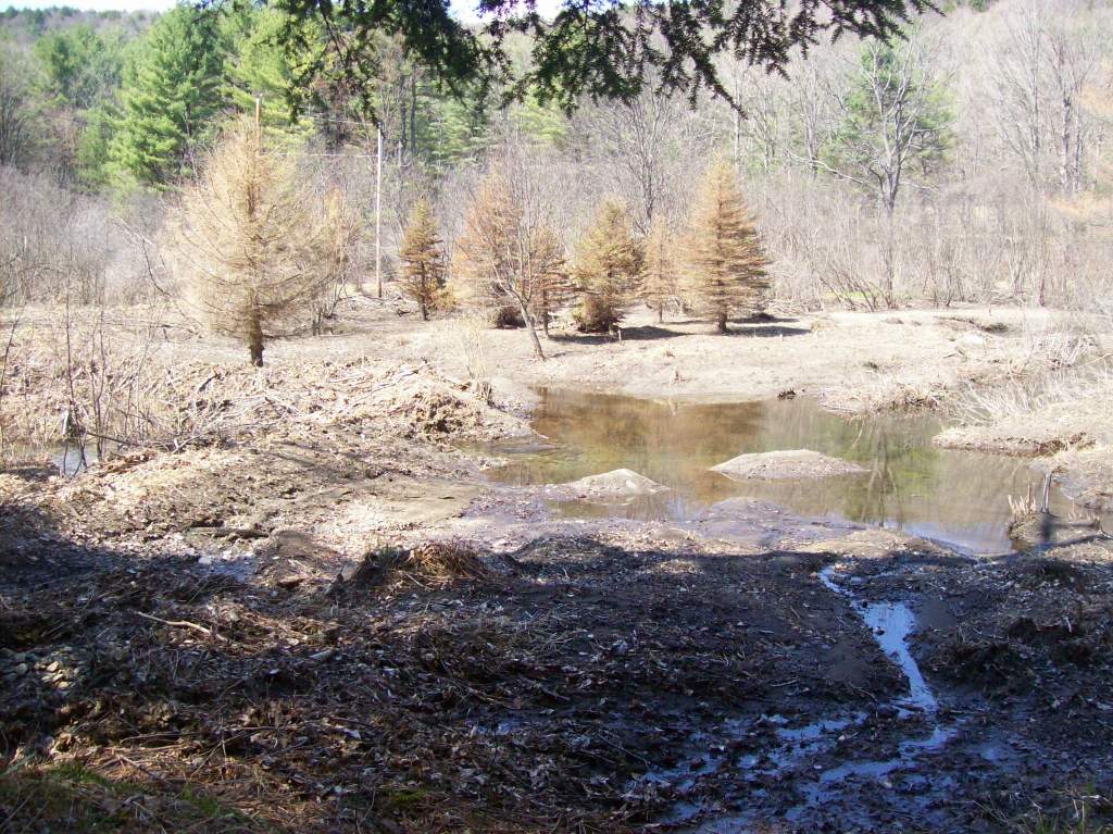 The Pond where I found the Adults.