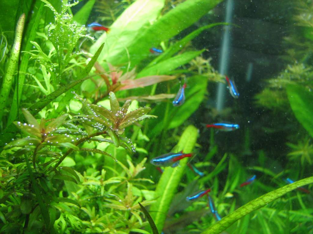 the rotala is perling