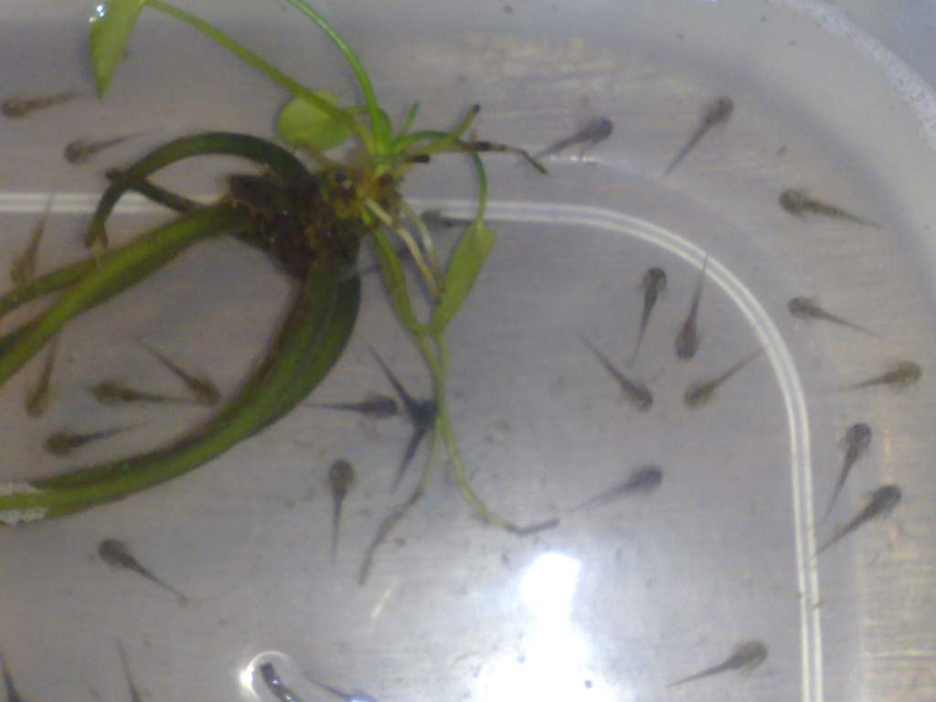 The second batch.. doing much better on daphnia : )