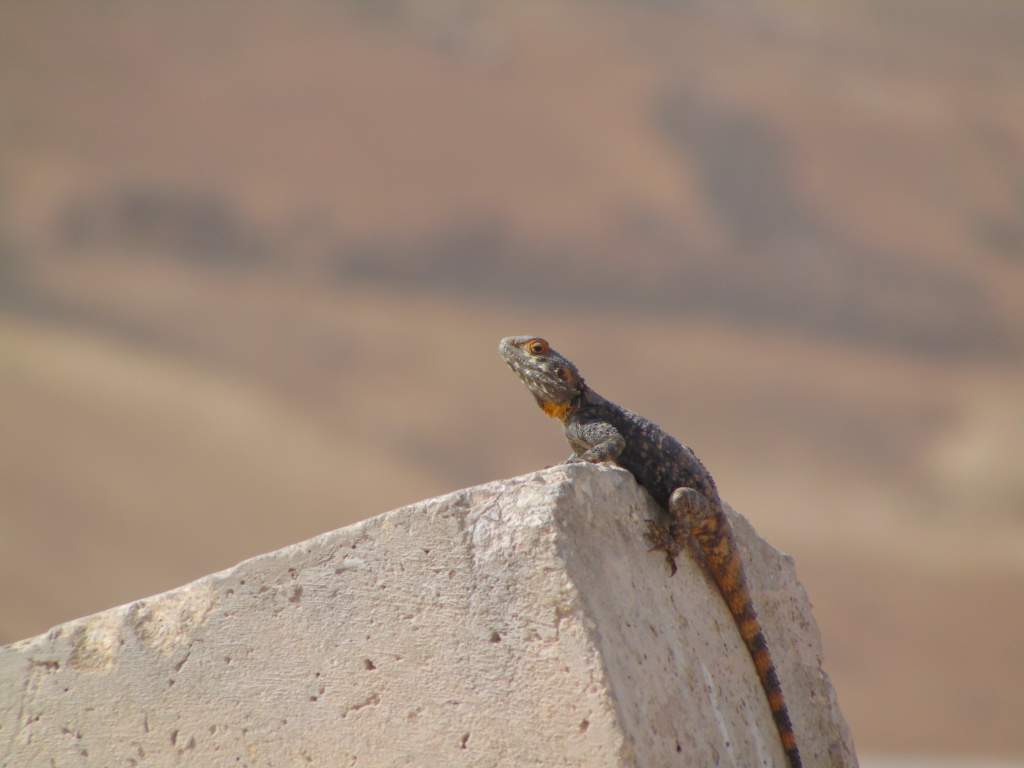 The Starred agama. Much better shots of one than ever before