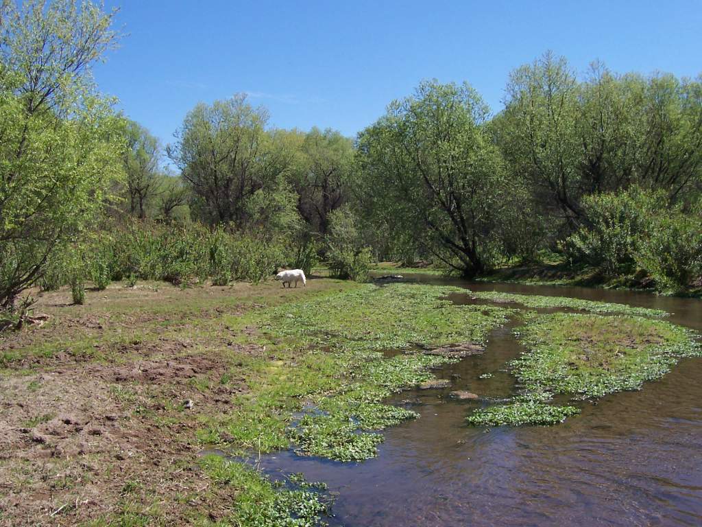 The stream & part of the clearing.