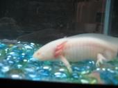 The Sultans. A gold, Melanoid Albino and Wild