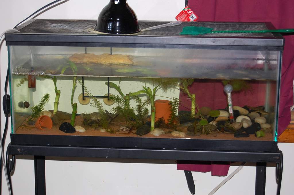 The tank that houses my four Notos. 20 gallon long. It has river stones, exoterra river sand, 'lucky bamboo,' elodea I collected from a pond, coontail