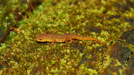 The tiniest little eft I've ever seen, about 1 inch.