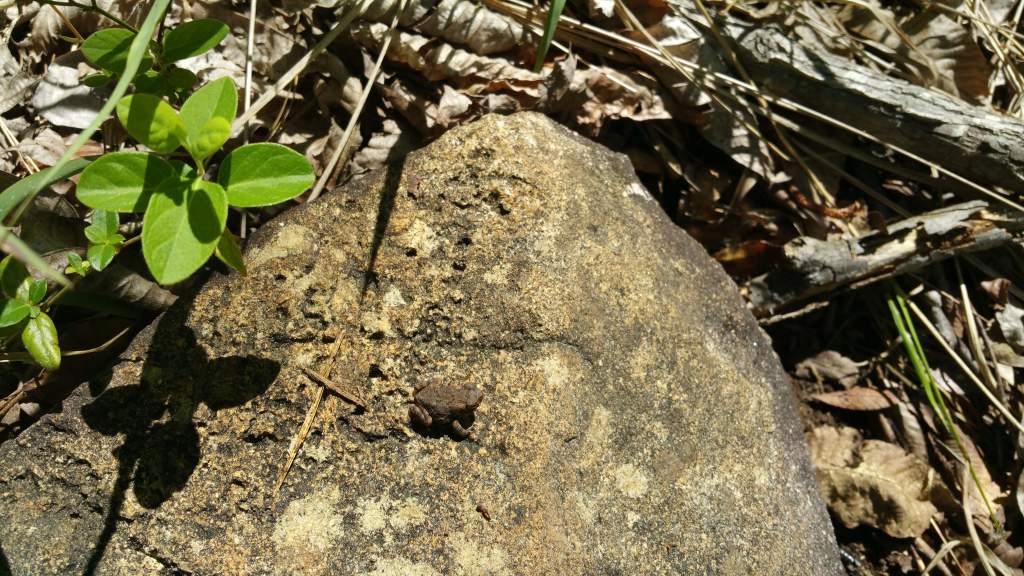 The Toadlet right after release