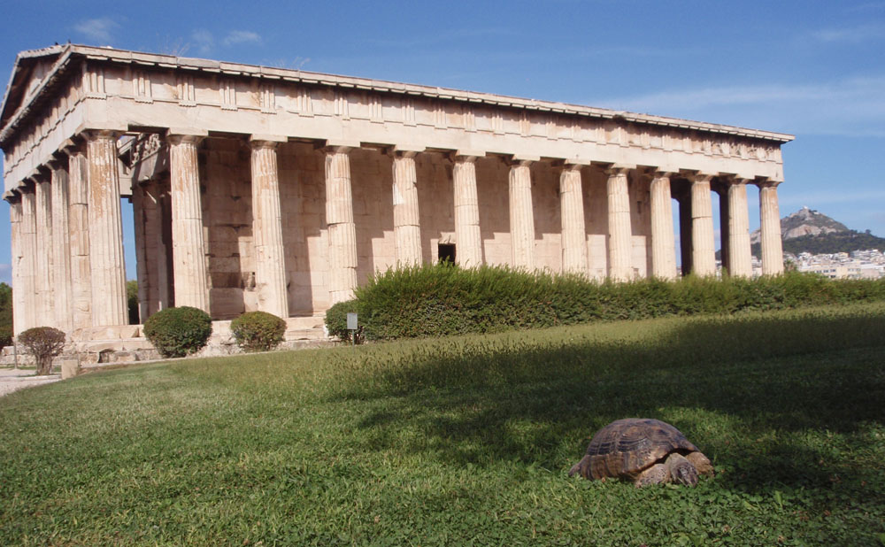 The Tortoise and the Temple:  This is a Testudo marginata, grazing on the sweet clover of ancient civilizations.