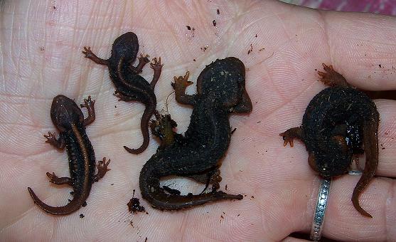 The two on the left are T. shanjing morphs; on the right, T. verrucosus morphs. What a difference in size, eh?