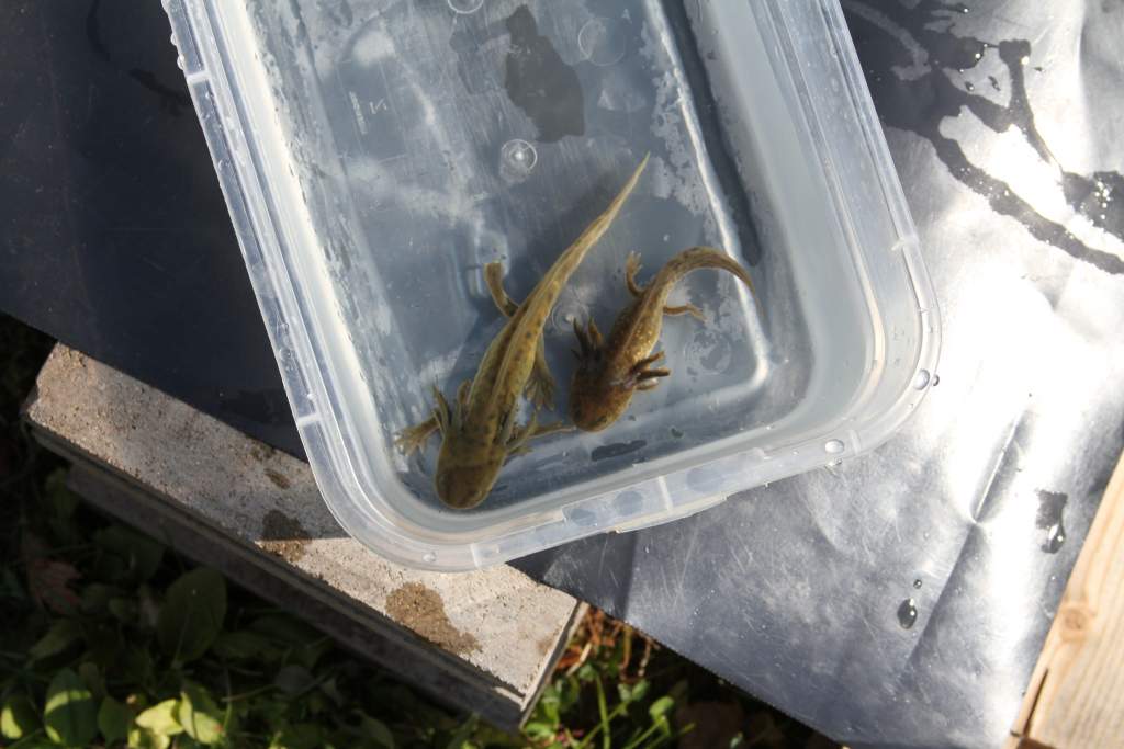 The two Waterdogs are from the same clutch of eggs that the morpheds out sibling Landcats are from. All of them were kept in the same water temp. and 