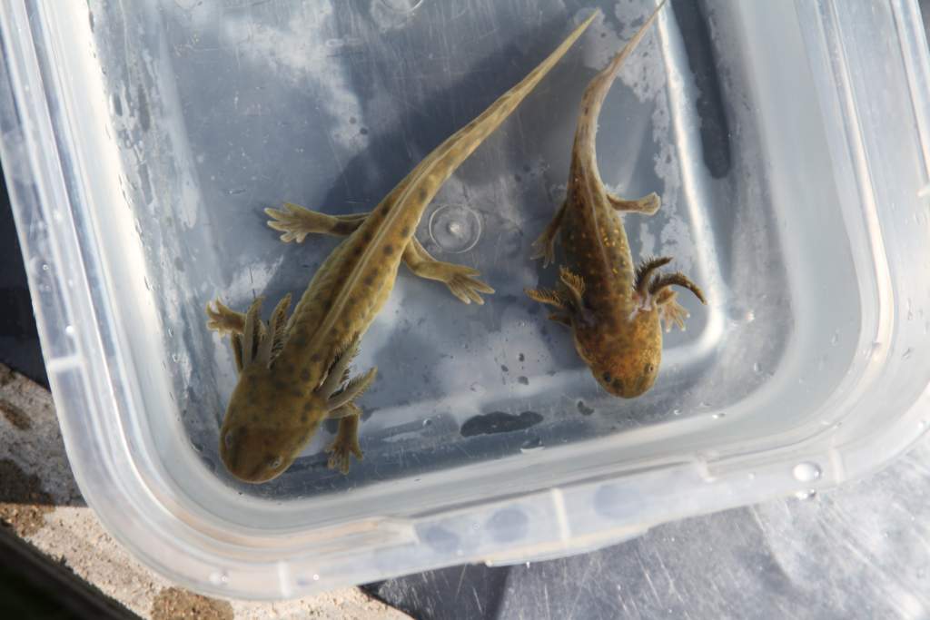 The two Waterdogs are from the same clutch of eggs that the morpheds out sibling Landcats are from. All of them were kept in the same water temp. and 