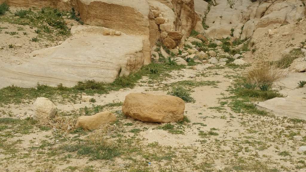 The un-zoomed in photo of the Starred agama. You can obviously see why I zoomed in the photo