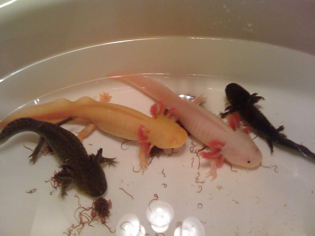 the whole family: wild type, golden albino, leucistic, melanoid. i'm trying to collect the rainbow.