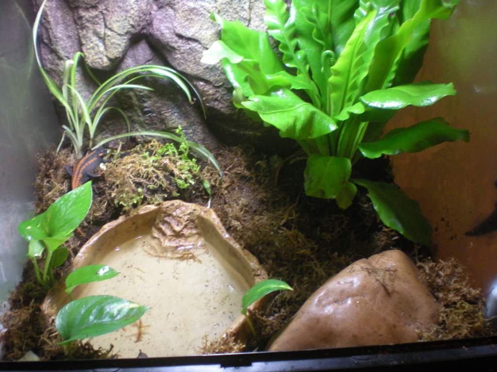 The whole tank agian. One of the newts is by the spider plant.