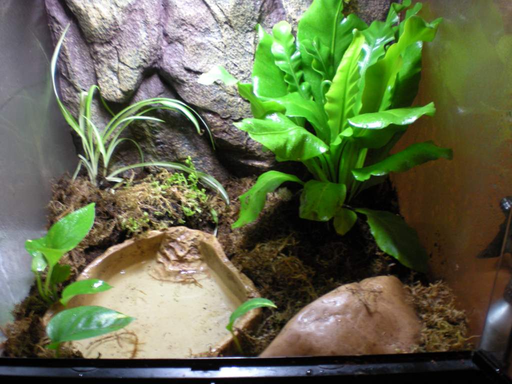 The whole tank. Water dish that can hold 2-3 inches. A cave and some pothos, japanese birds nest firn, some mosses, and a spider plant