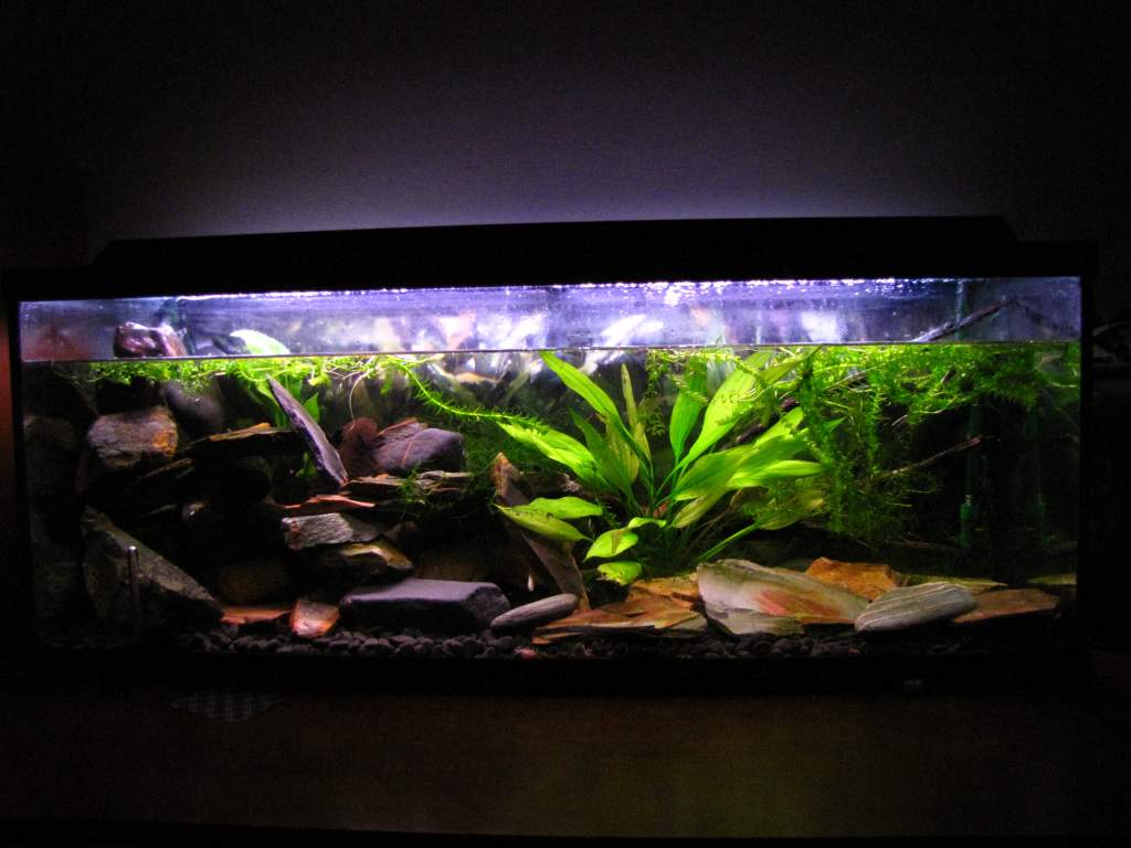 the whole updated tank