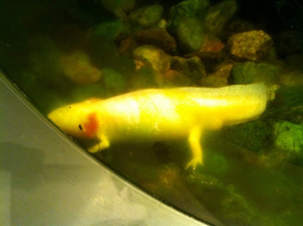 Their Axolotl is albino, not golden. My Axolotls take better pictures than I do.