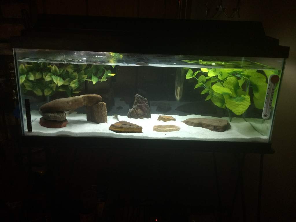 Their current tank...