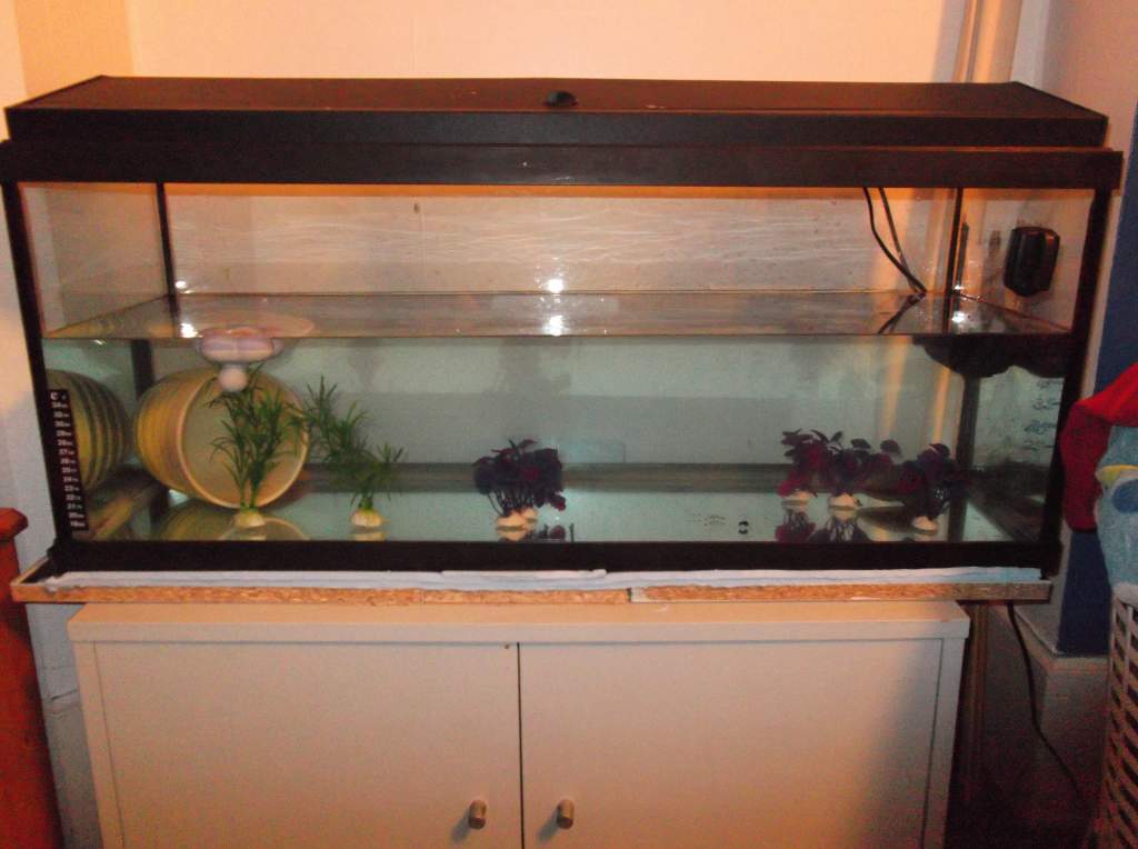 Their, slightly sparse for the moment, tank setup