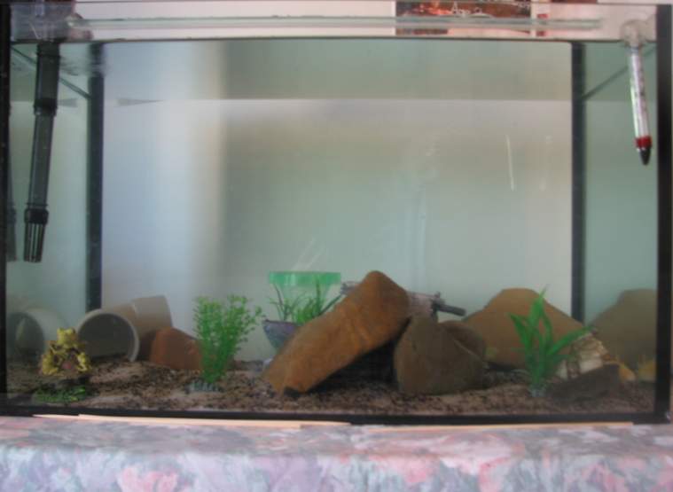 Their tank in progress.