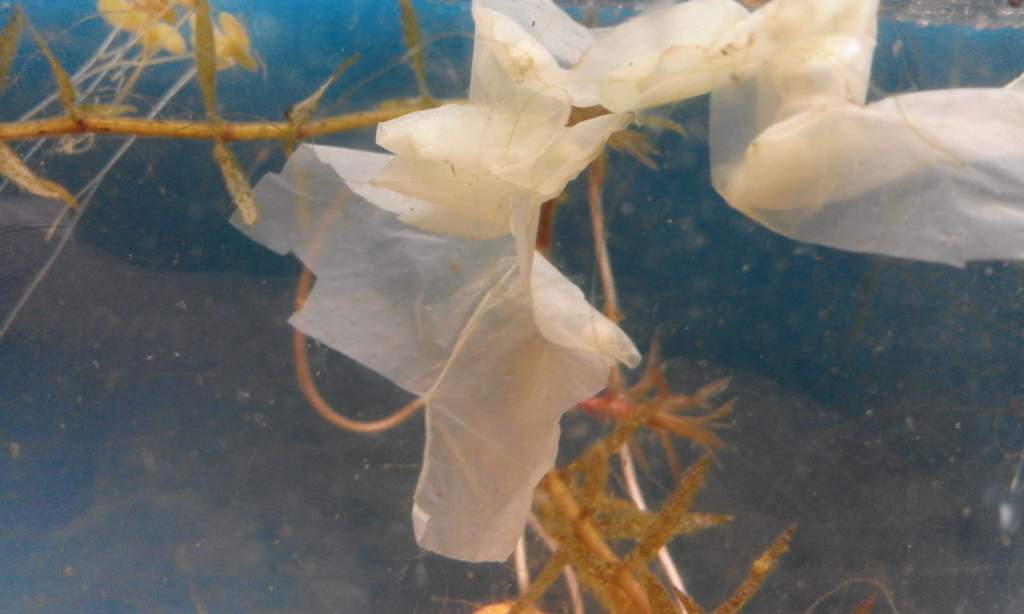 These are newt eggs laid on poly bags (strips of super market bags,cut into strips about 10mm)