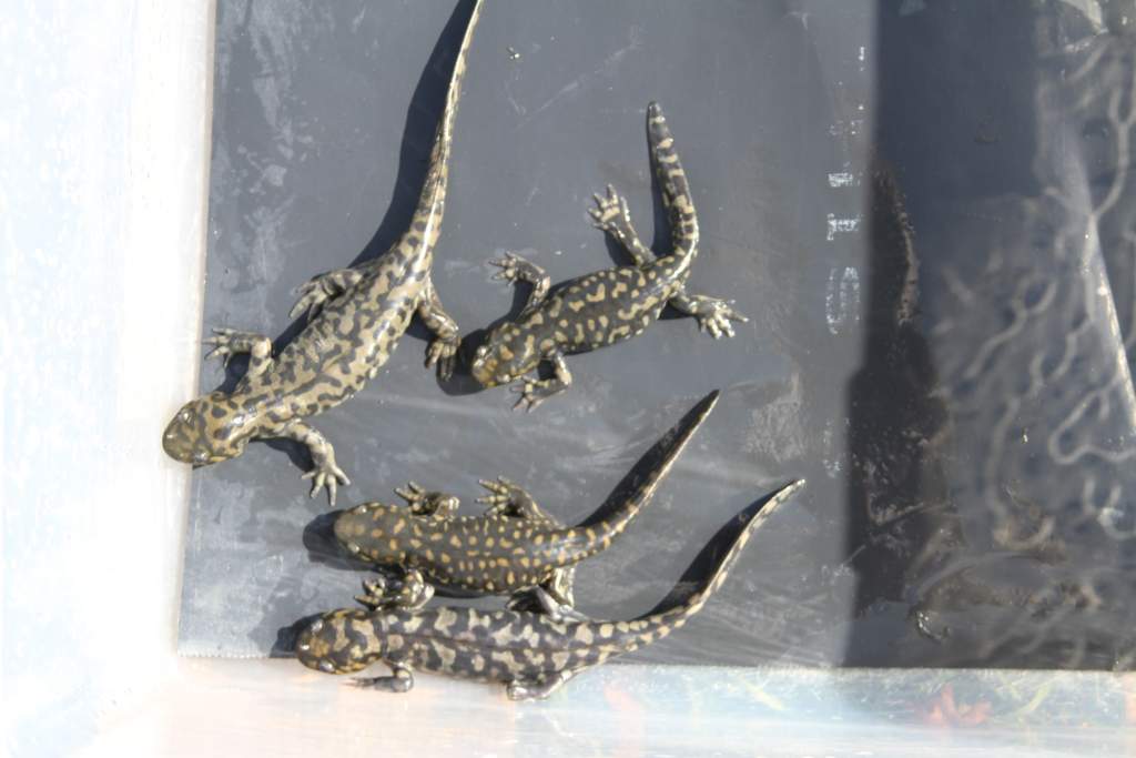 These five pictures---two of the Waterdogs and three of the morphed "Landcats" are all siblings.  All were kept in the same water temp. and fed as muc