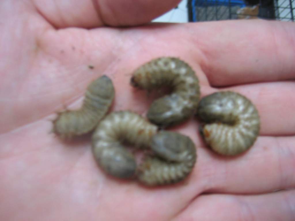 These grubs were out of control this year in my yard.  I collected over 200 this summer after heavy rains in my yard.  I found them crawling all over 