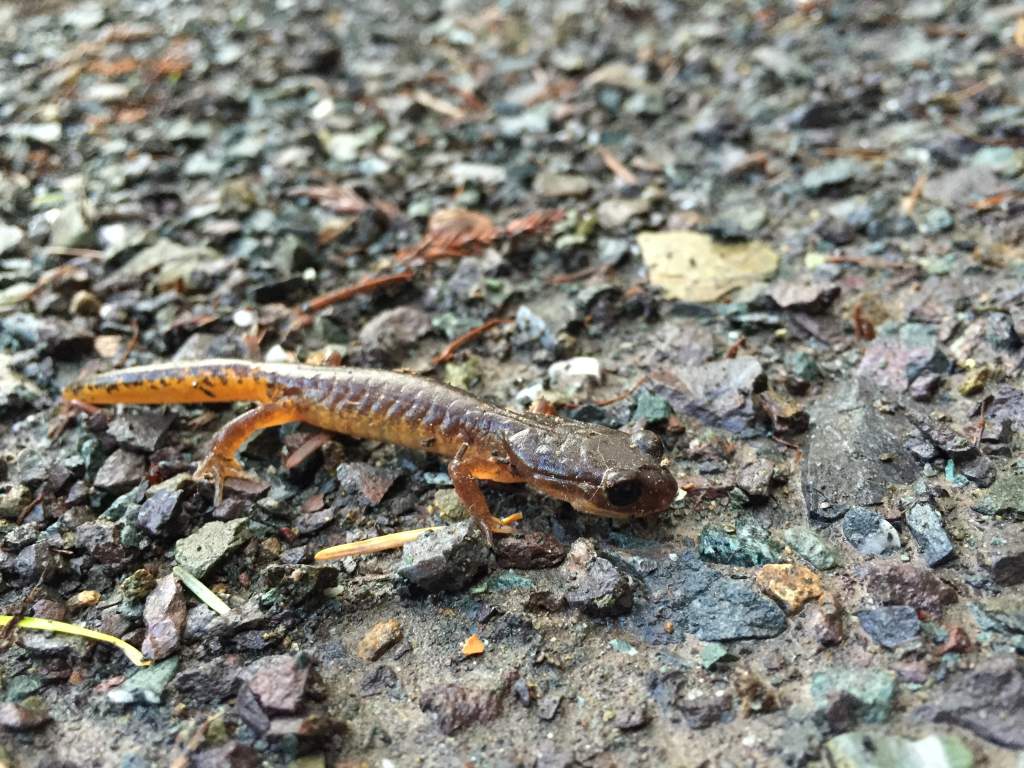 thin oregon ensatina side view