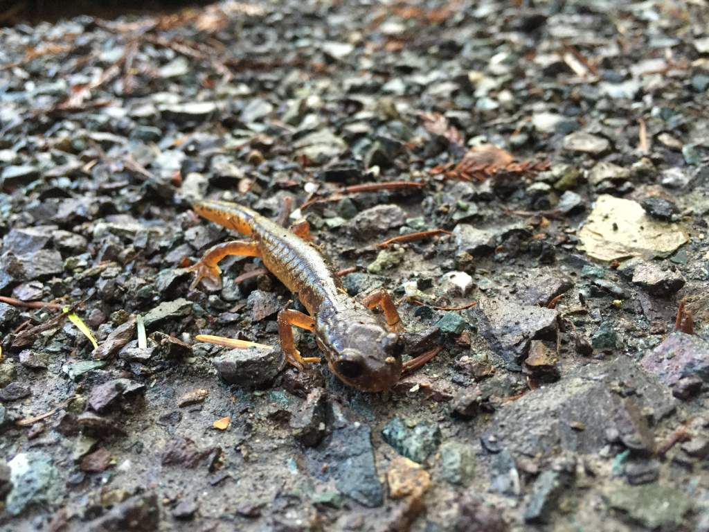 thin oregon ensatina