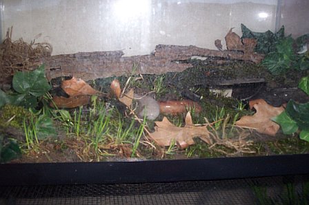 this is 1 of my son's Maculatum tanks. It houses 1 adult male, "Edmund".