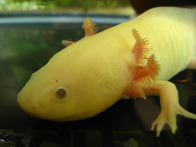 This is a good shot of the atrophying and the redness at the tips of the gills.