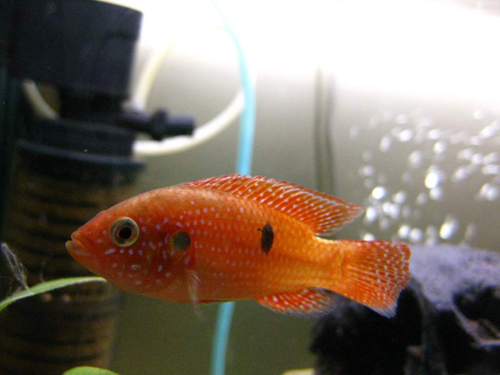 This is a Jewel Cichlid (Hemichromis bimaculatus) that Chis has cleverly named Jewels... He's not from the same lake as the others, but from rivers ne