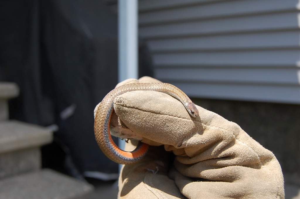 This is a red belly snake I found under a board in a field!