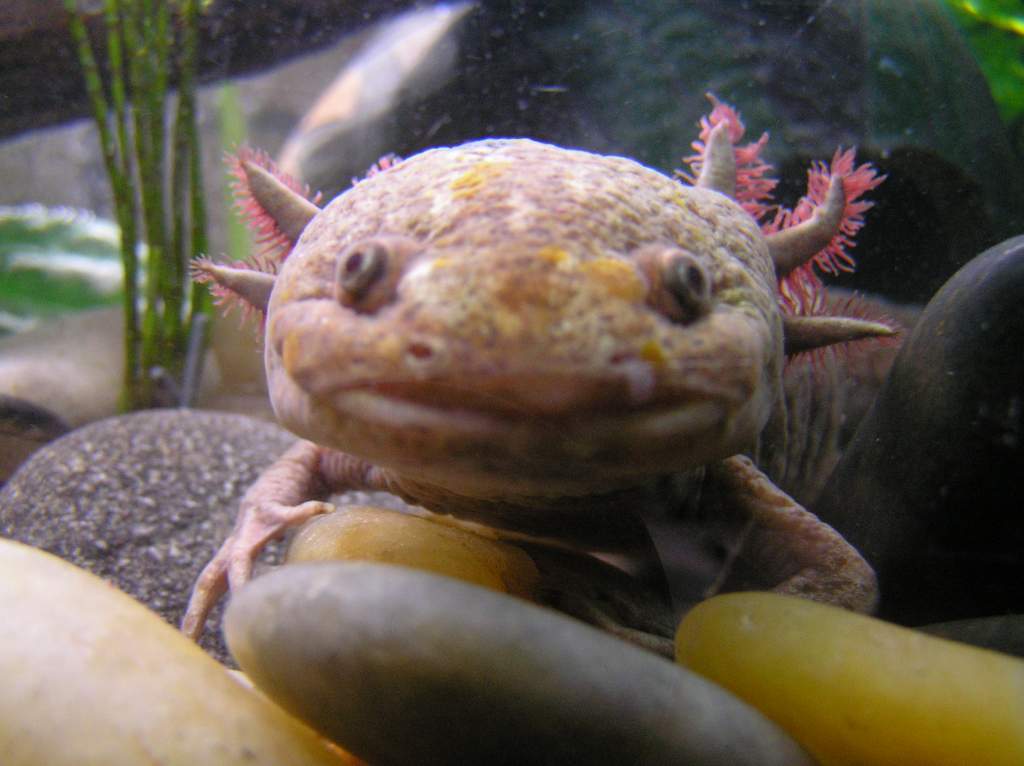 This is Axel, my oldest, smiling for the camera 8)