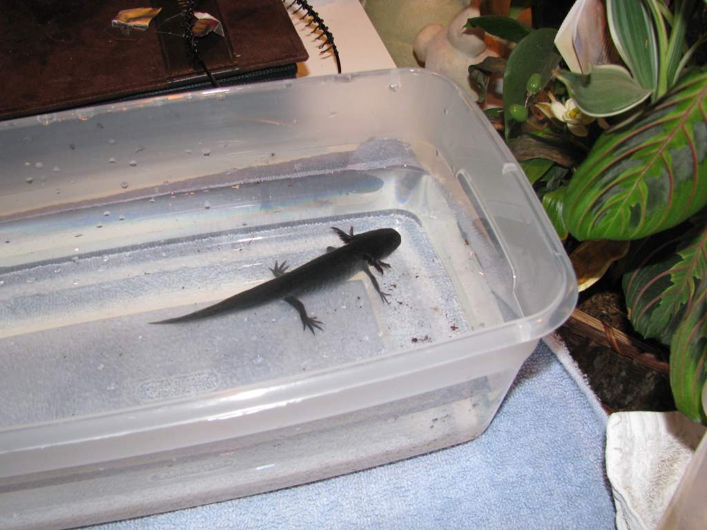 This is Catfish in a feeding bowl.