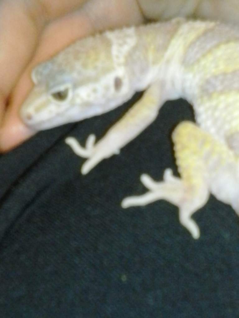 This is Ghost the Leopard gecko. <3