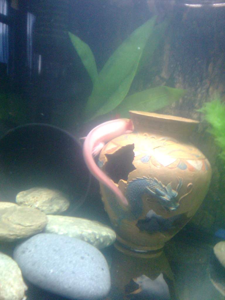 This is his old tank, it was a 10 gallon temperary home.