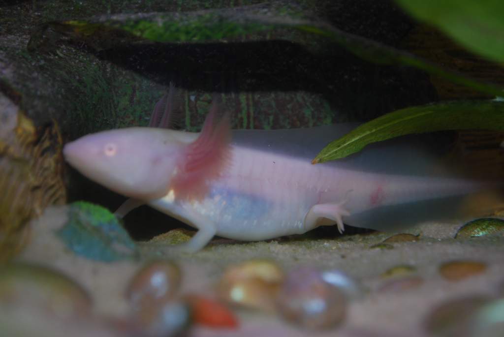 This is Izzy one of my first albino he eats to much and they might look stress cause of the flash and m trying to get the algea off the glass