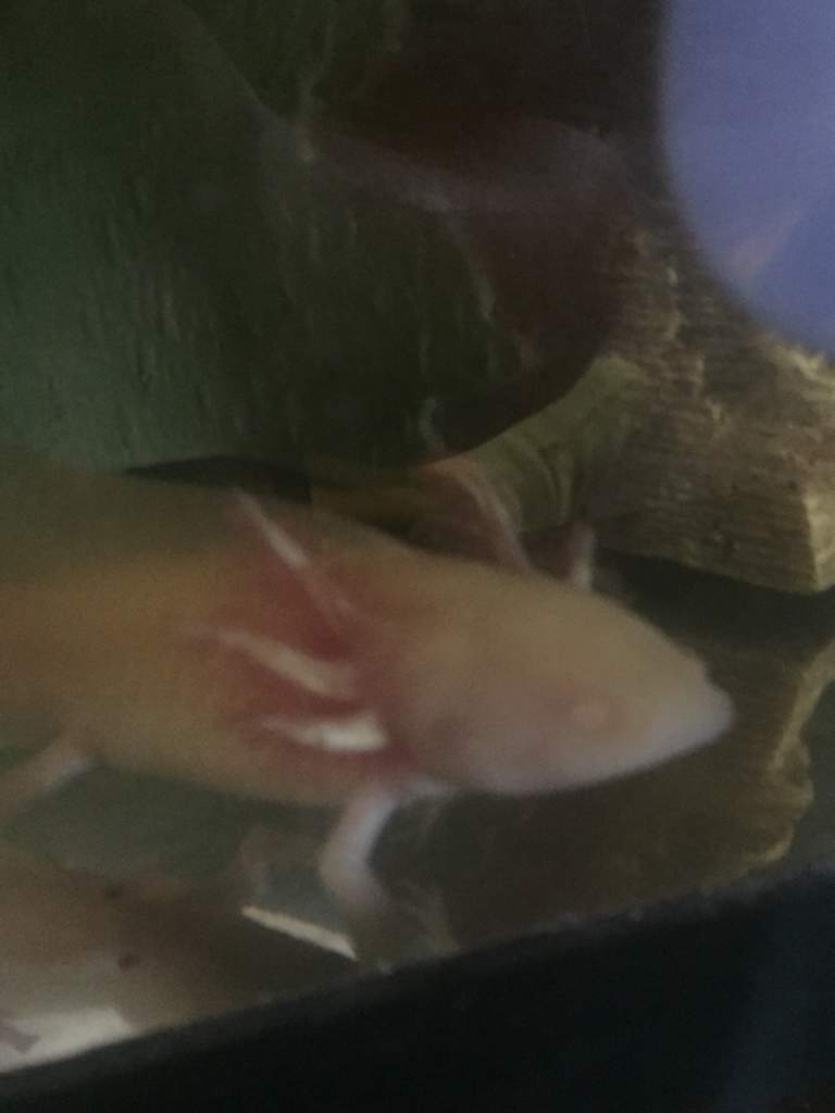 This is Kip. I think you would consider him/her some sort of yellow-albino axy. Gills and spots are gorgeous.