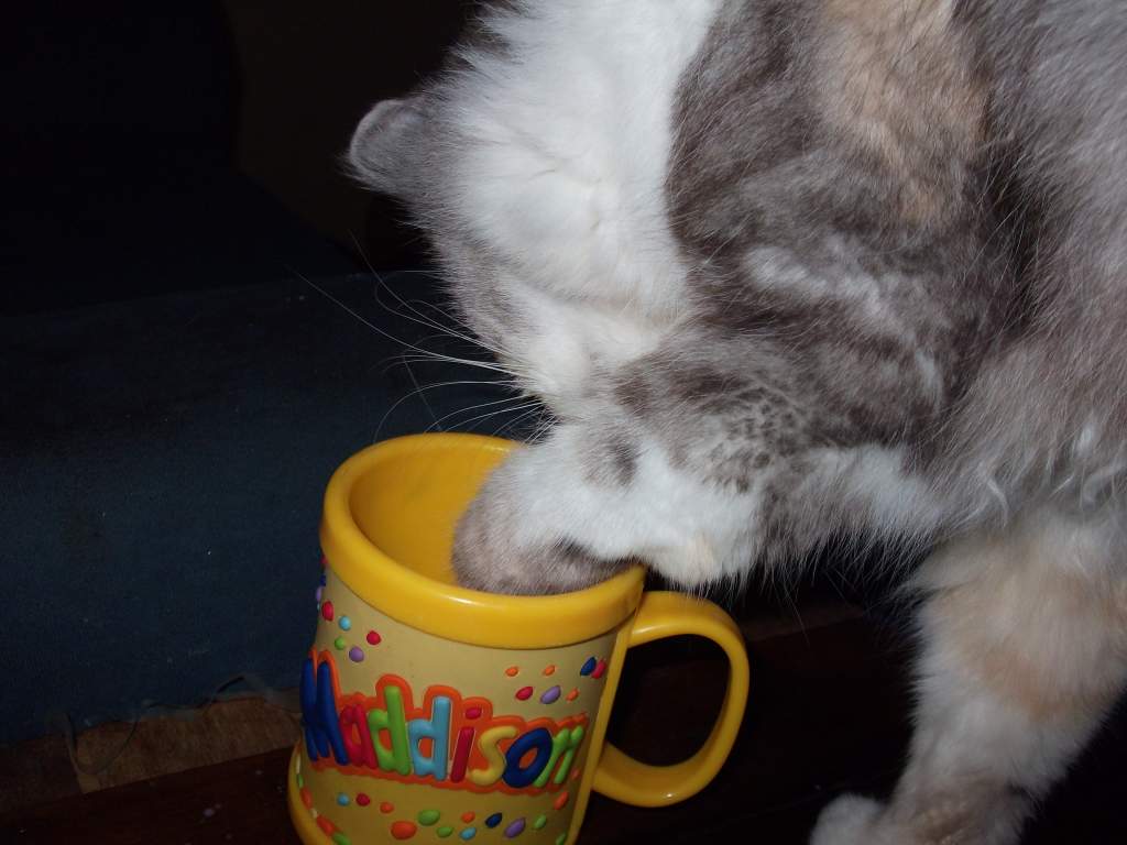 this is missie the cat helping herself to a drink of milk